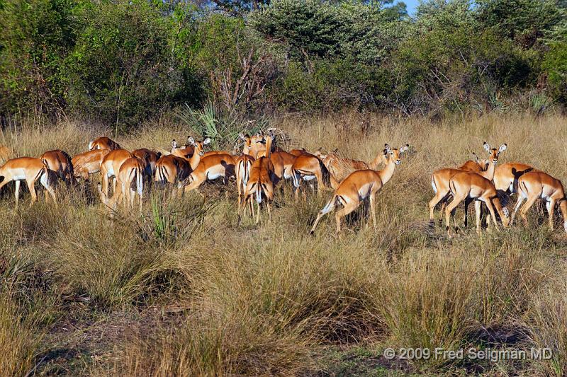 20090612_163709 D3 X1.jpg - Springbok (Gazelle)